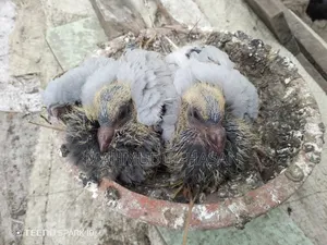 Racing Pigeon Chicks for Sale