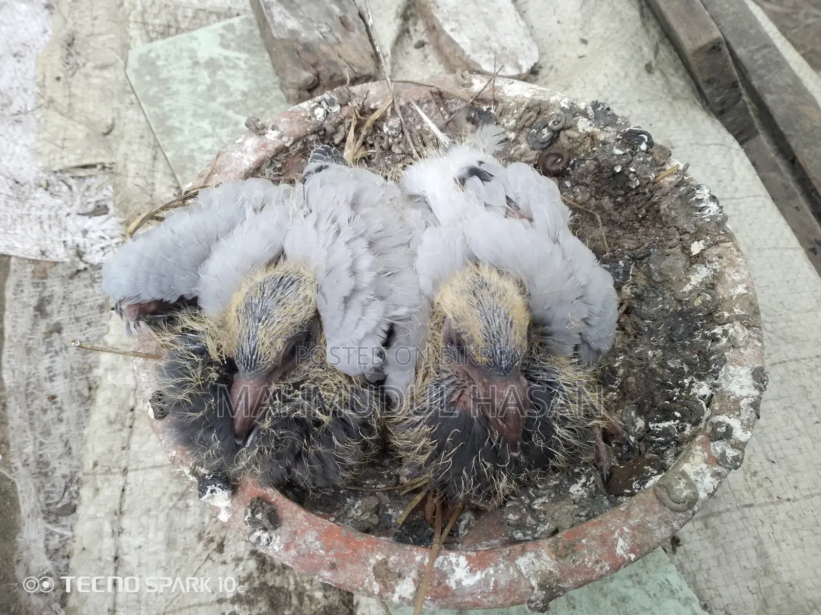 Racing Pigeon Chicks for Sale