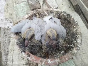Racing Pigeon Chicks for Sale