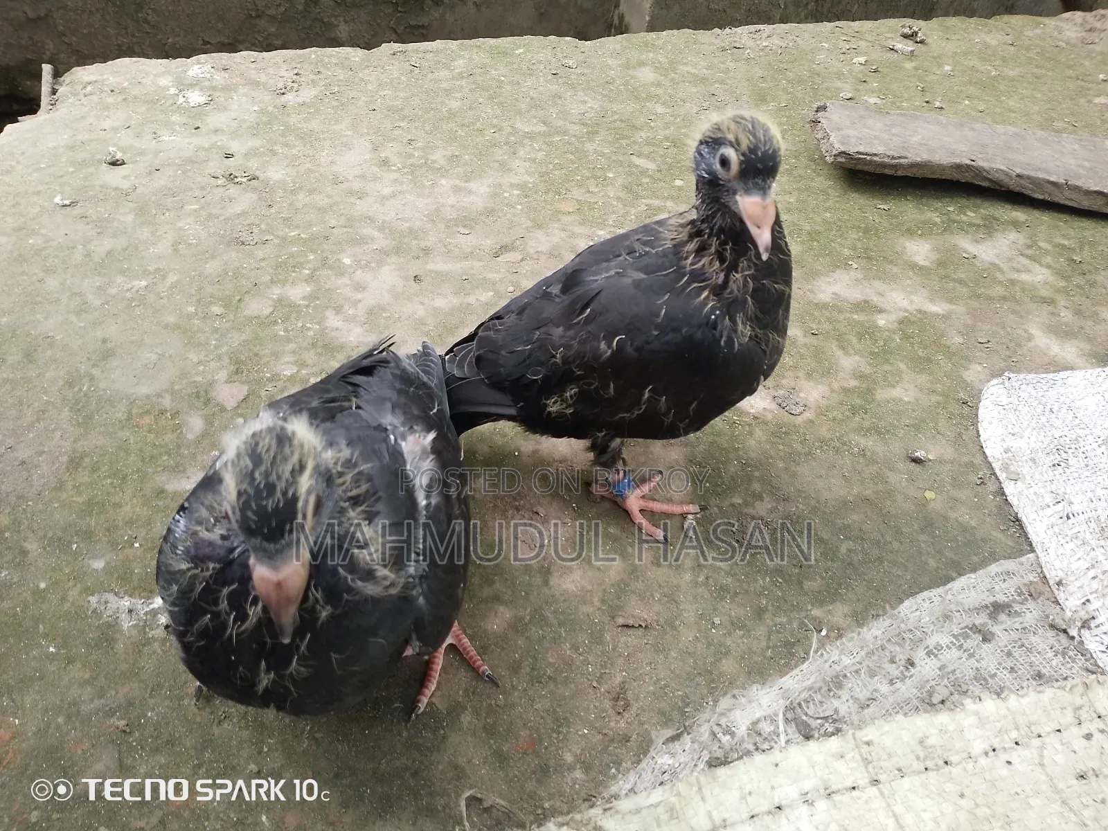 Racing Pigeon Chicks for Sale