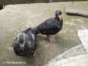 Racing Pigeon Chicks for Sale