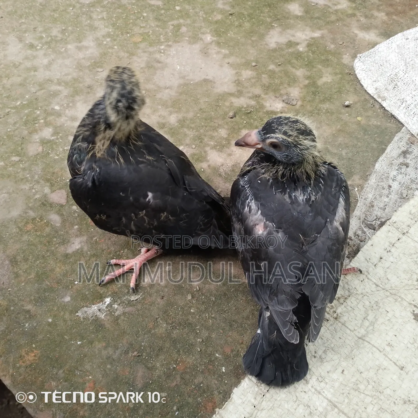 Racing Pigeon Chicks for Sale