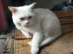 ৬-১২ মাস বয়সী পুরুষ পিওরব্রেড পার্সিয়ান