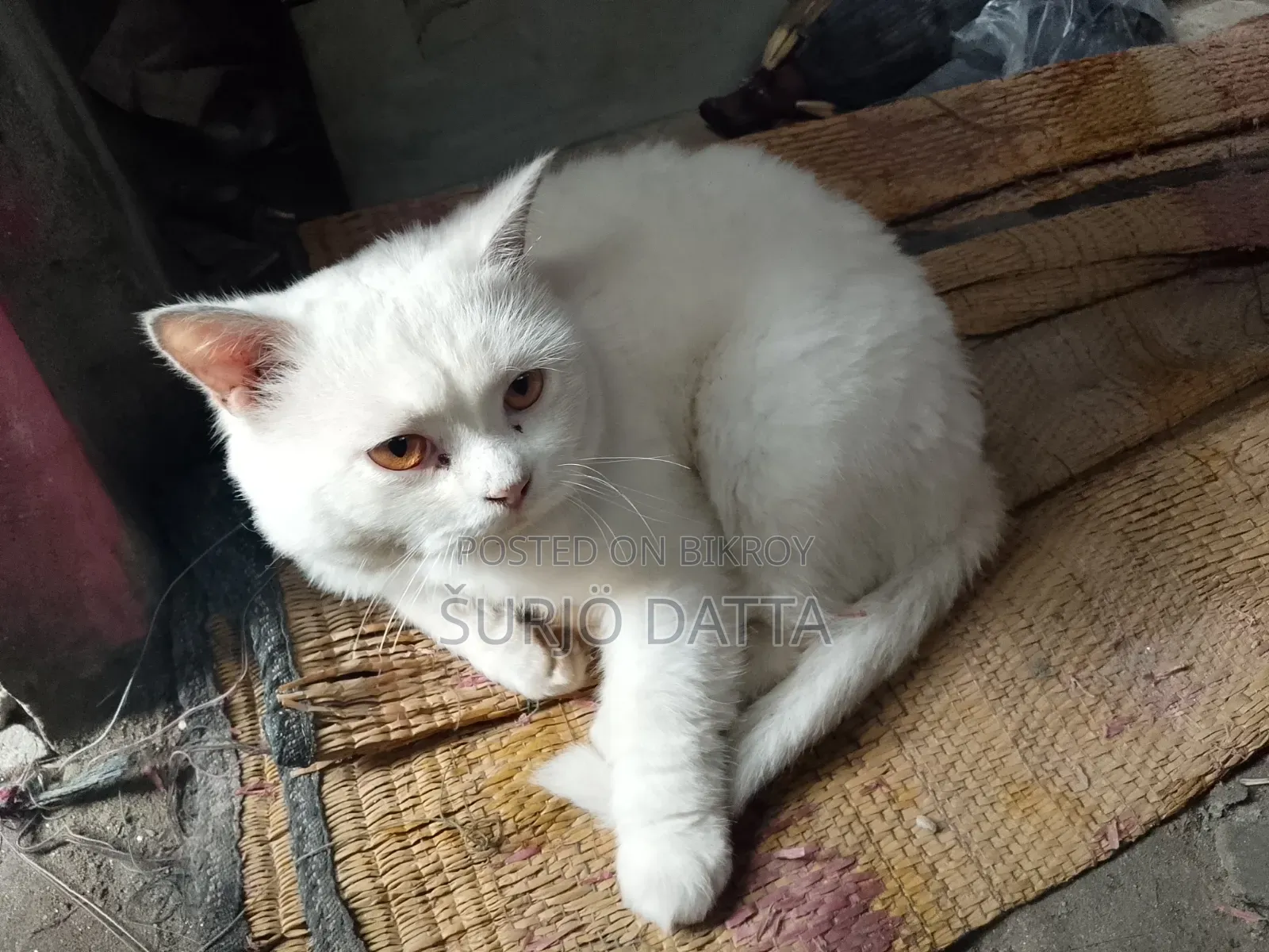 6-12 Months Male Purebred Persian
