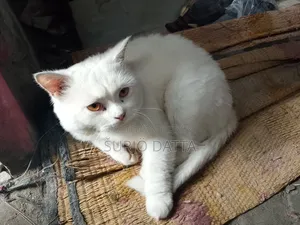 6-12 Months Male Purebred Persian