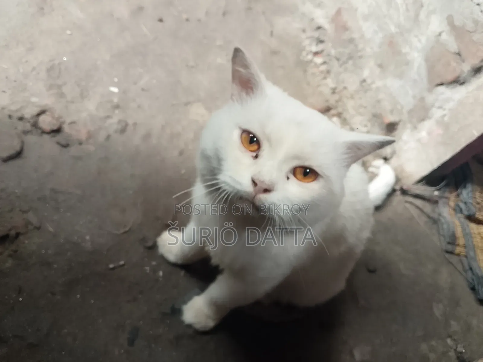 6-12 Months Male Purebred Persian