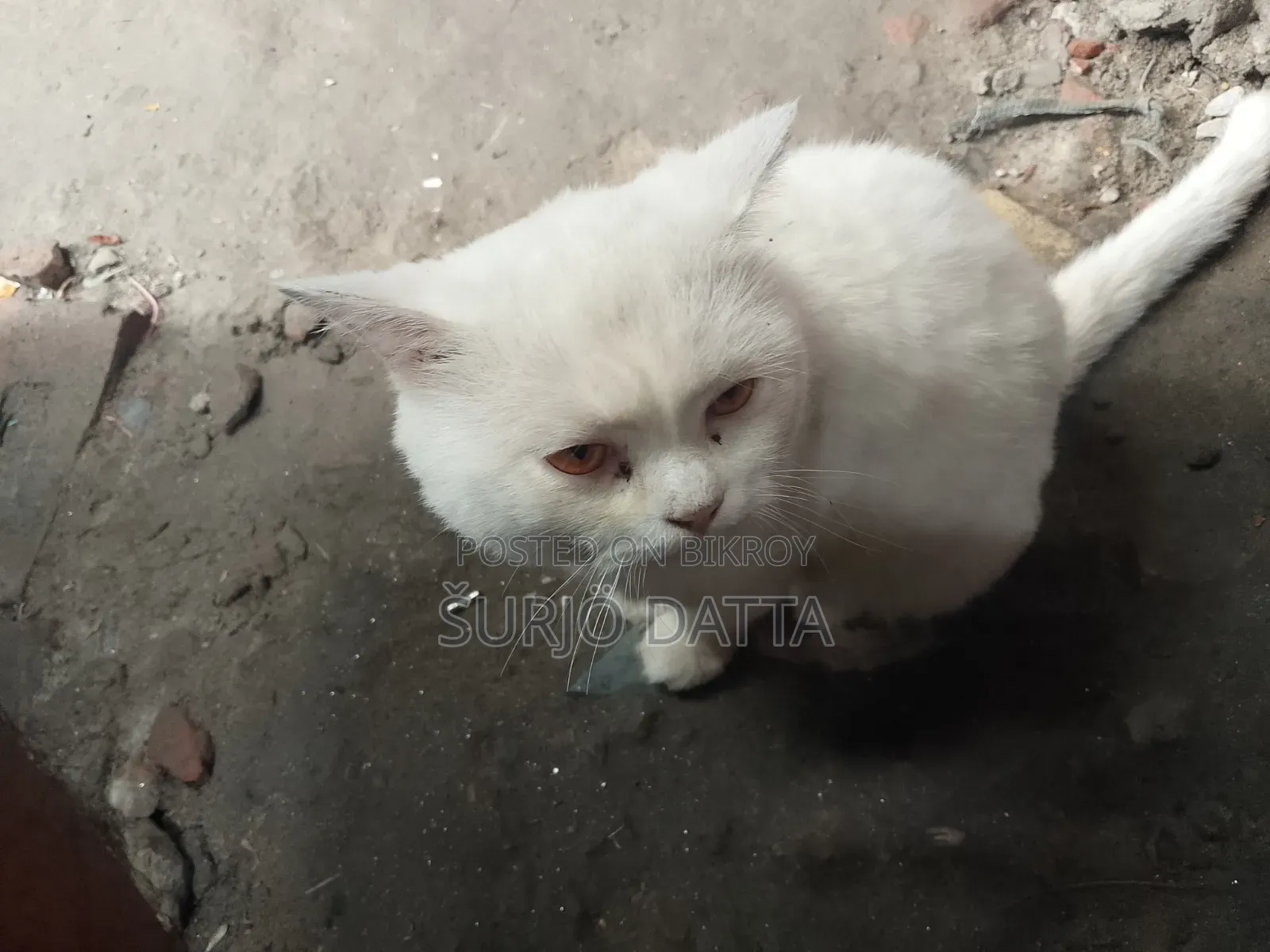 6-12 Months Male Purebred Persian
