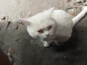 6-12 Months Male Purebred Persian
