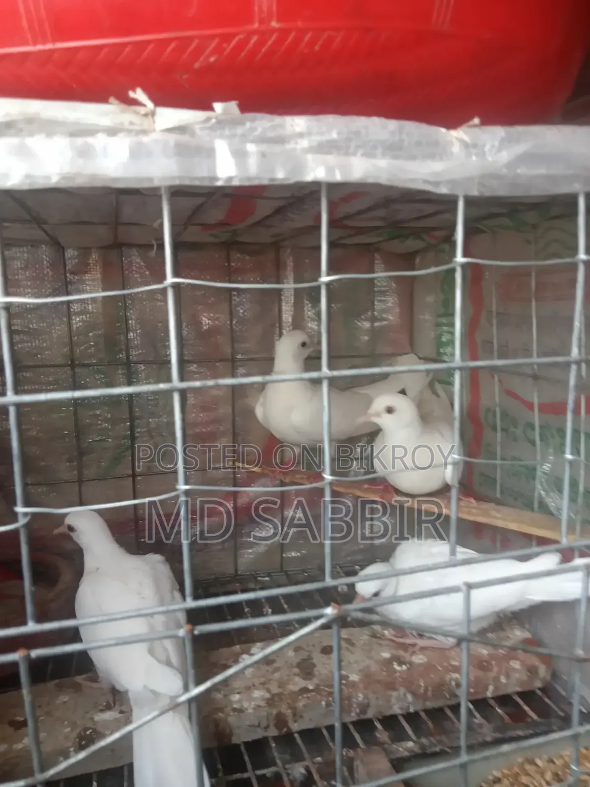 এক জোড়া ঘুঘু পাখির বাচ্চা।