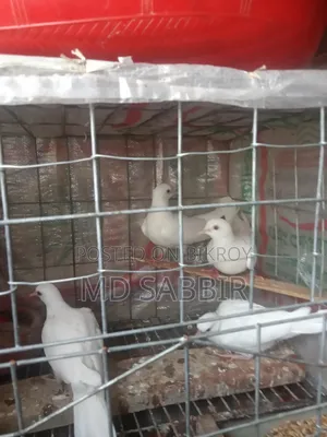 এক জোড়া ঘুঘু পাখির বাচ্চা।