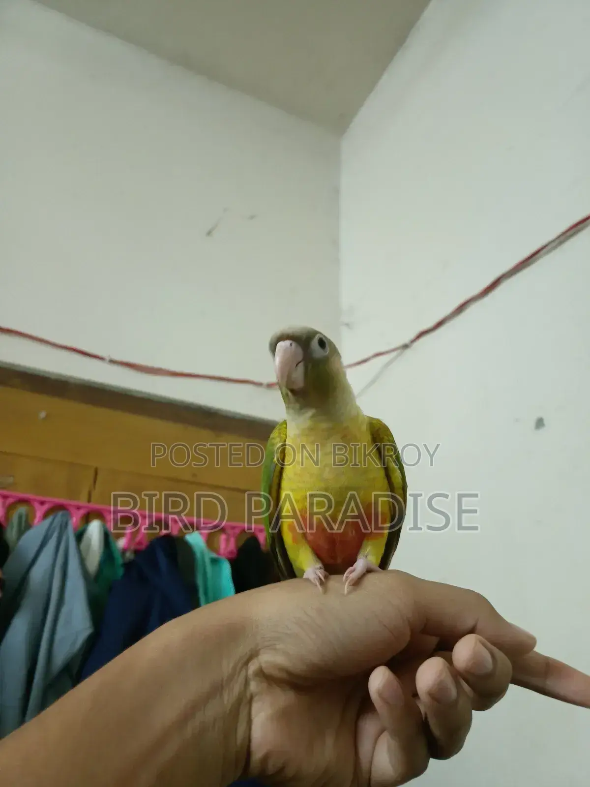 সুপার টেম পাইনঅ্যাপল কনুর
