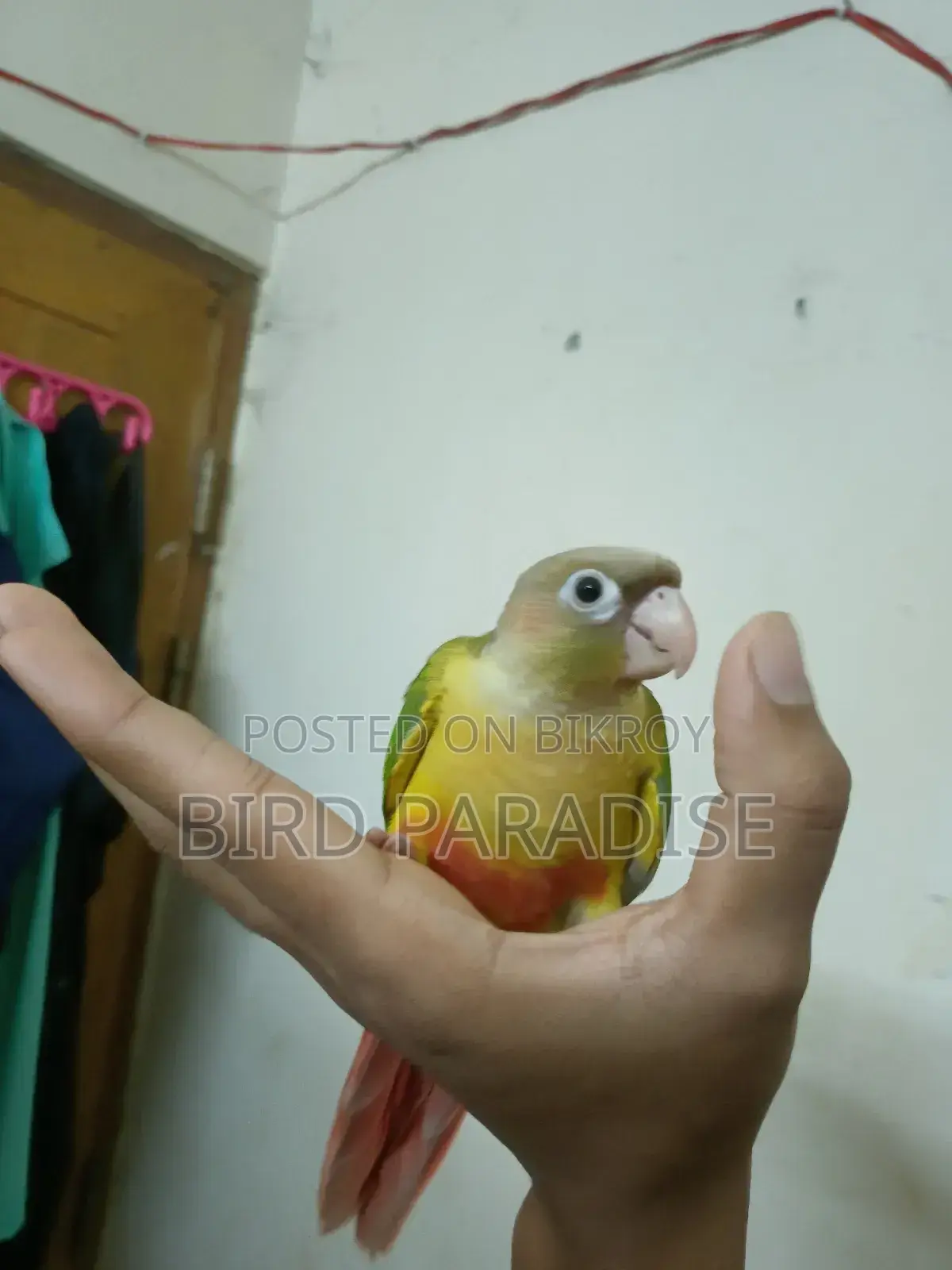 সুপার টেম পাইনঅ্যাপল কনুর