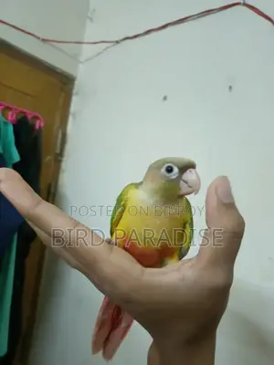 সুপার টেম পাইনঅ্যাপল কনুর