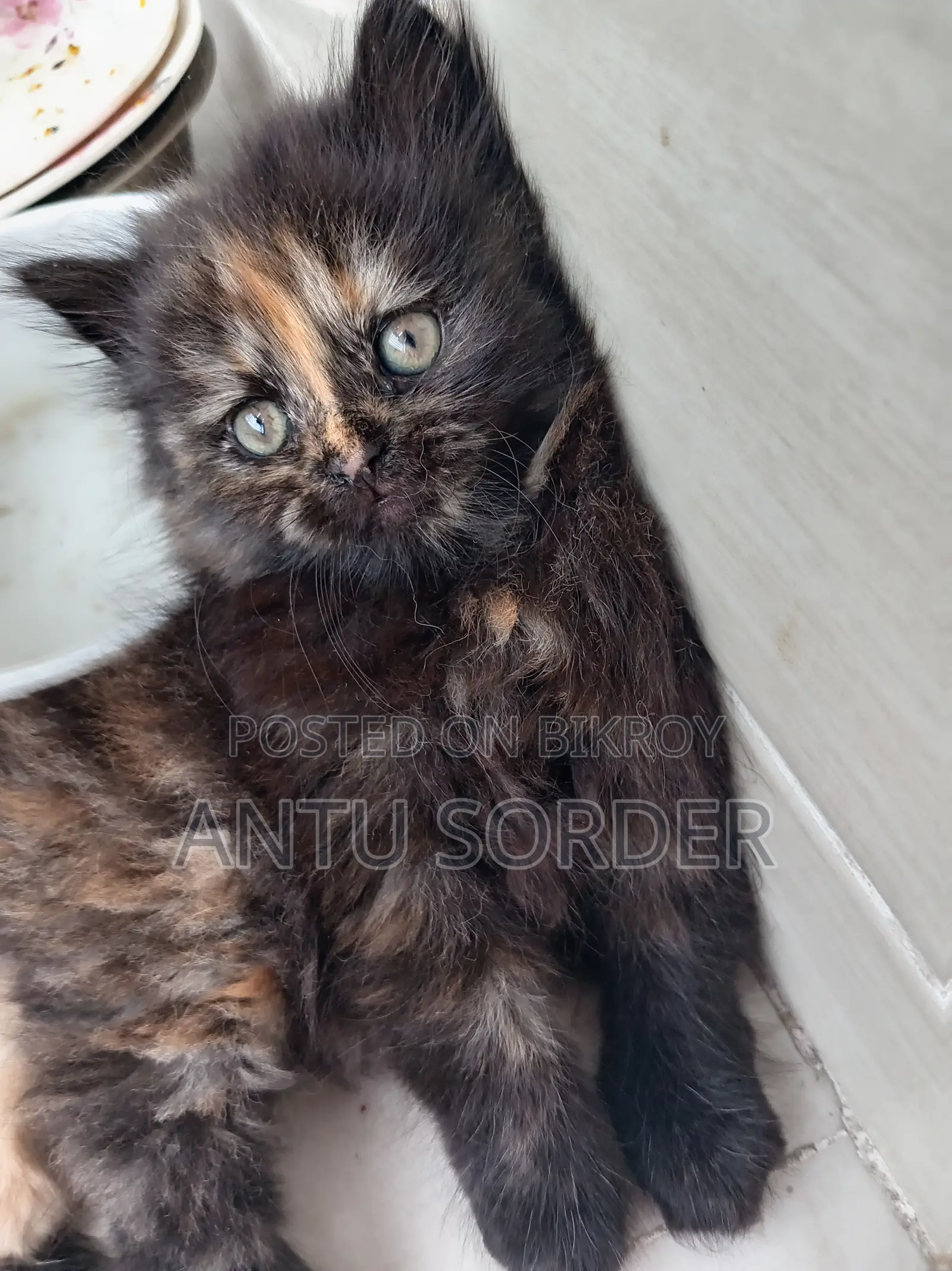 1-3 Months Female Purebred Persian