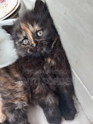 1-3 Months Female Purebred Persian