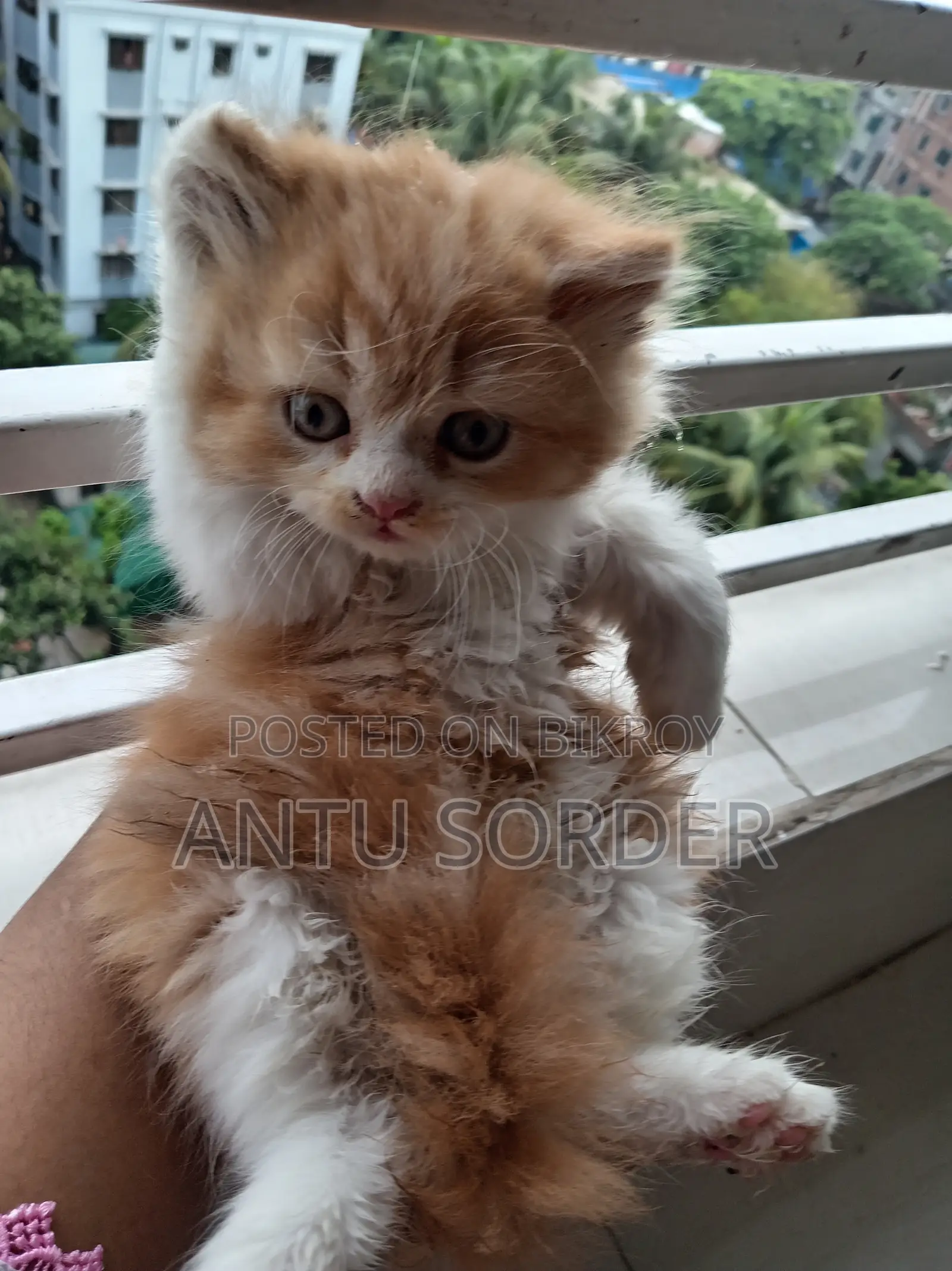 1-3 Months Female Purebred Persian