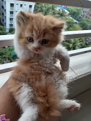 1-3 Months Female Purebred Persian