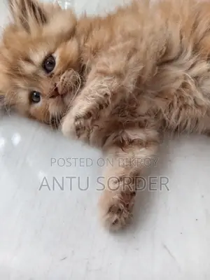 1-3 Months Female Purebred Persian