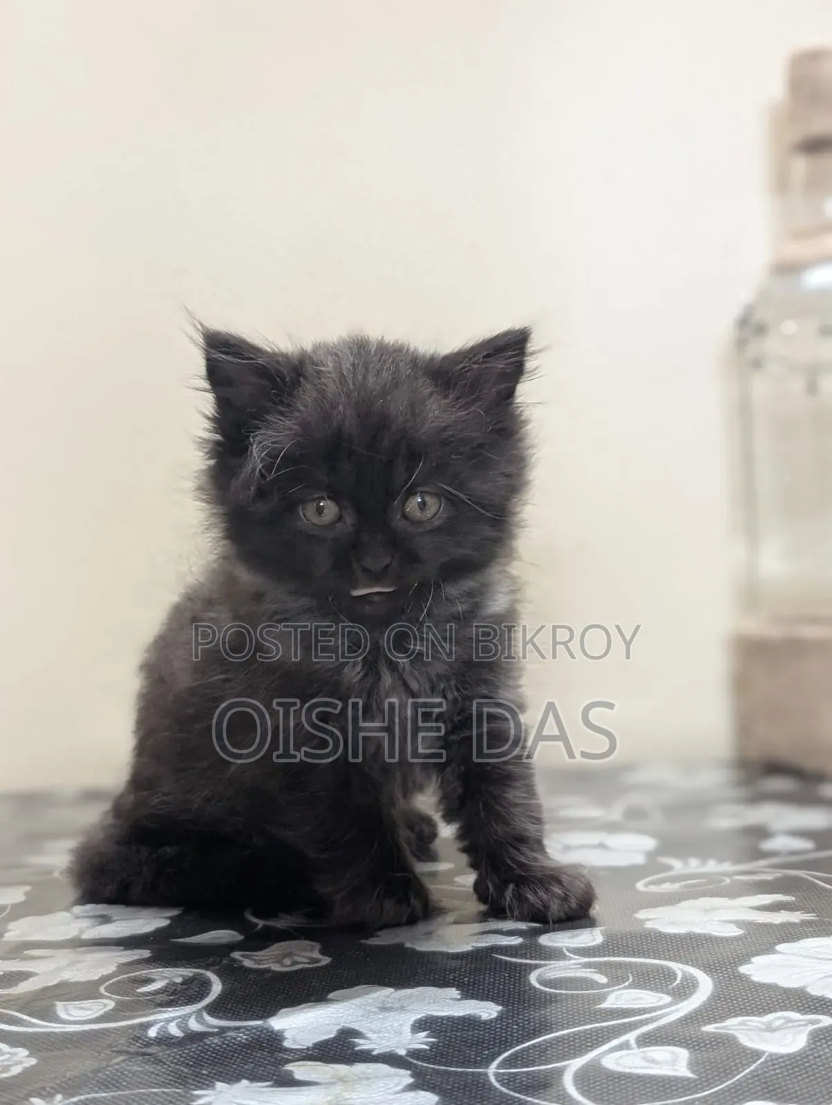 1-3 Months Female Purebred Persian Kitten