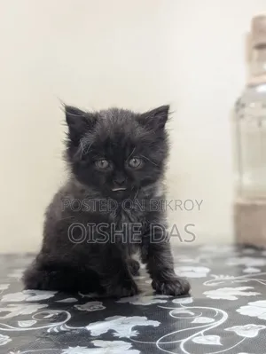 1-3 Months Female Purebred Persian