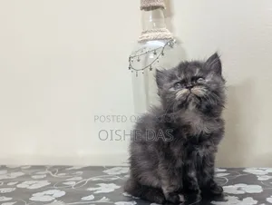 1-3 Months Female Purebred Persian Kitten