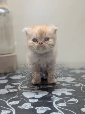 1-3 Months Female Purebred Persian Kitten