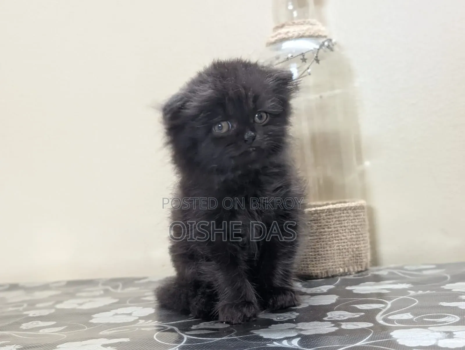 1-3 Months Female Purebred Persian Kitten