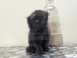 1-3 Months Female Purebred Persian Kitten