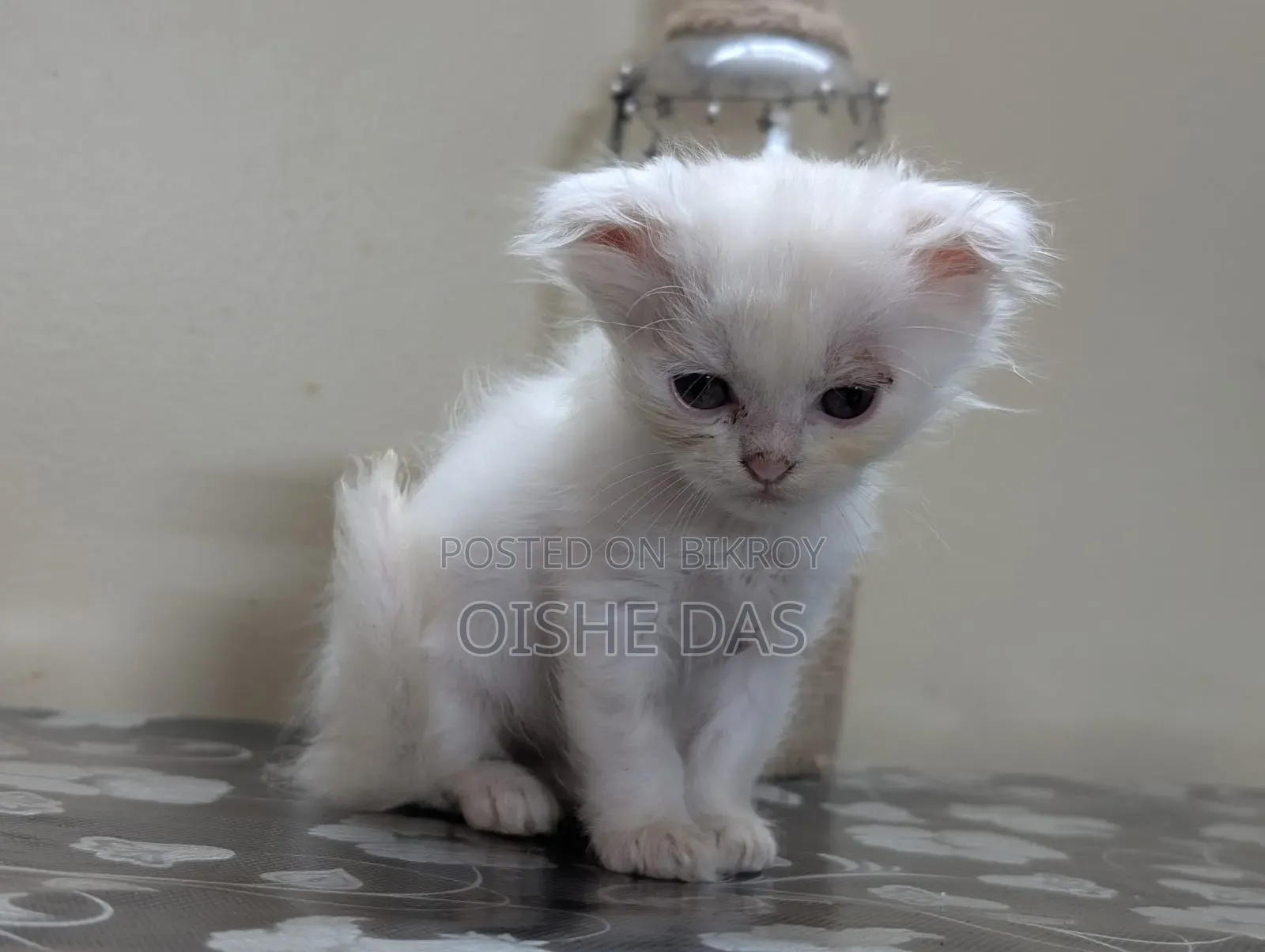 1-3 Months Female Purebred Persian Kitten