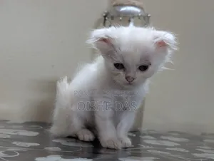 1-3 Months Female Purebred Persian Kitten