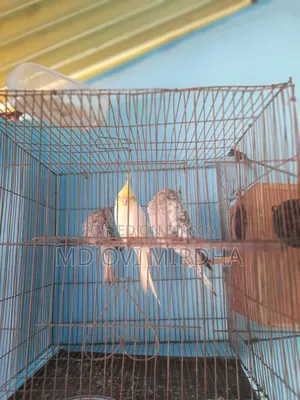 3 Cockatiel birds for sale, one is half-tame