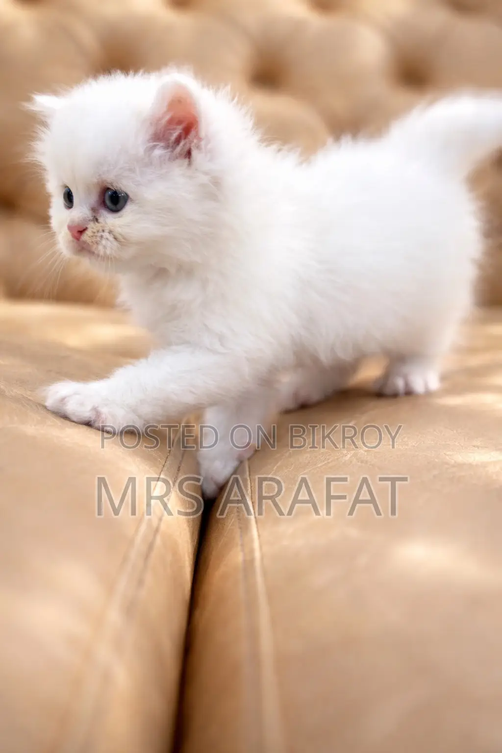 1-3 Months Female Purebred Persian