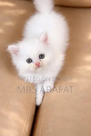 1-3 Months Female Purebred Persian