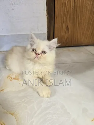 1-3 Months Male Mixed Breed Exotic