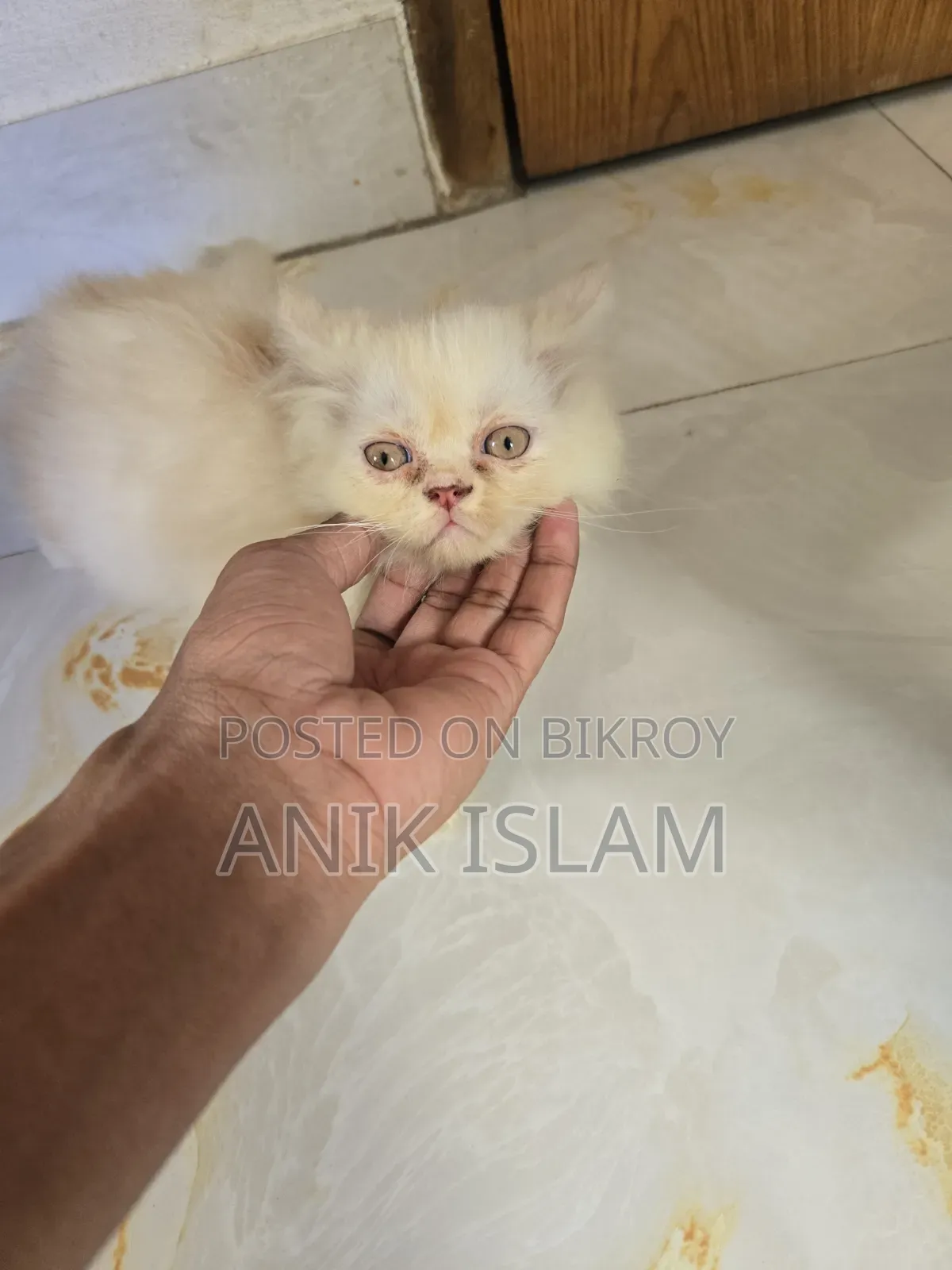 1-3 Months Male Mixed Breed Exotic