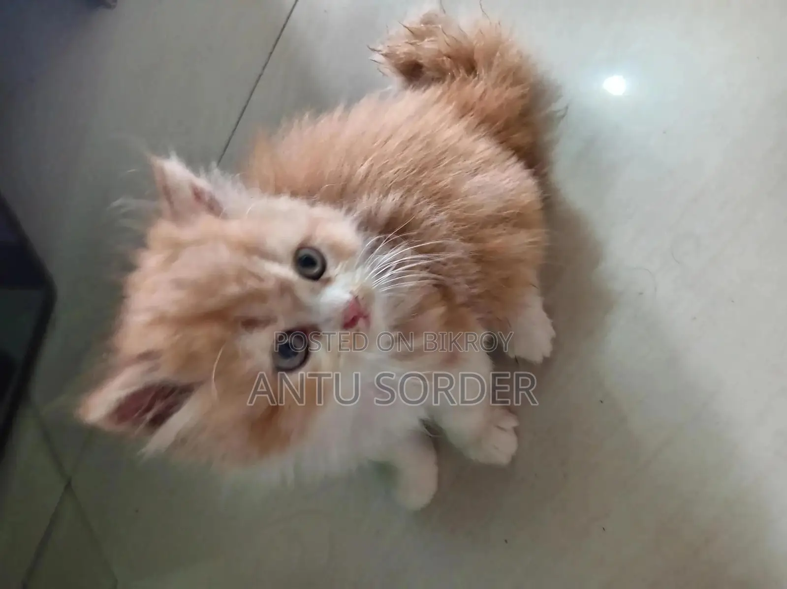 1-3 Months Female Purebred Persian