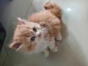 ১-৩ মাস বয়সী ফিমেল পিওরব্রেড পার্সিয়ান