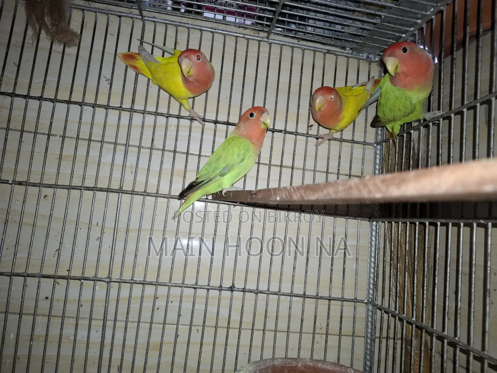 Love Bird Adult Pair