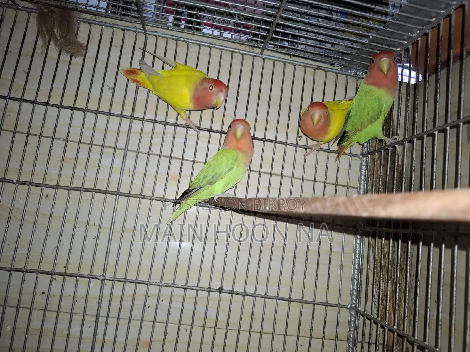 Love Bird Adult Pair