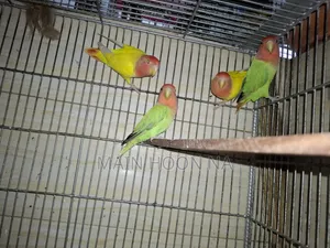 Love Bird Adult Pair
