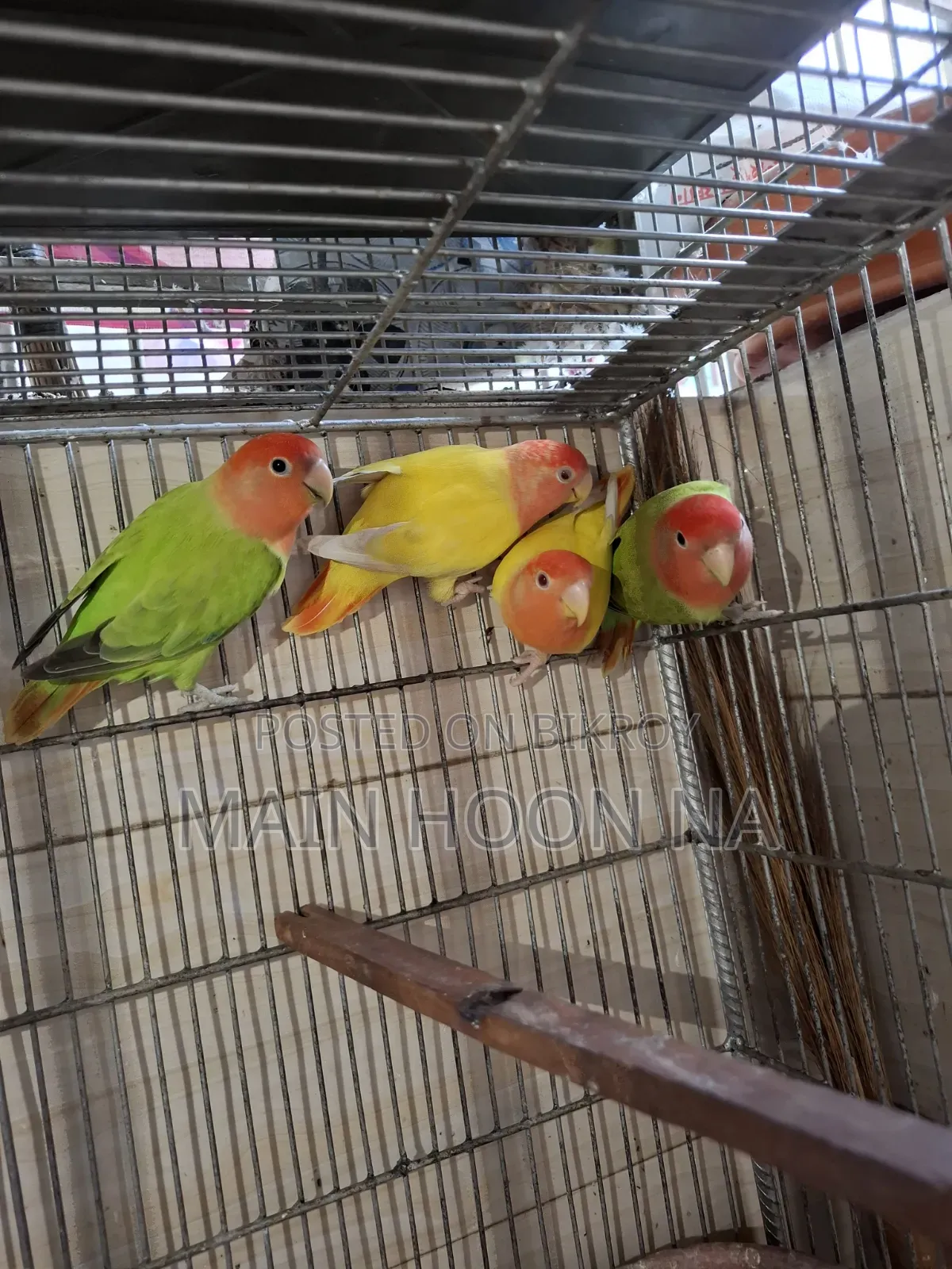 Love Bird Adult Pair