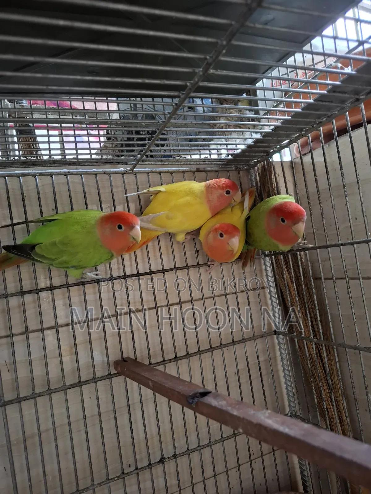 Love Bird Adult Pair