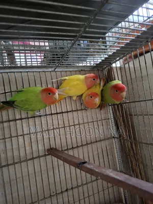 Love Bird Adult Pair
