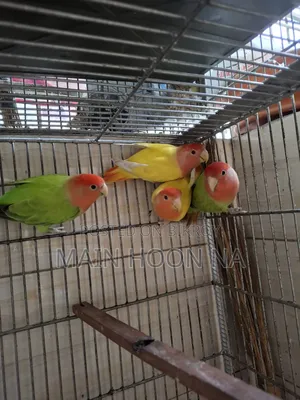 Love Bird Adult Pair