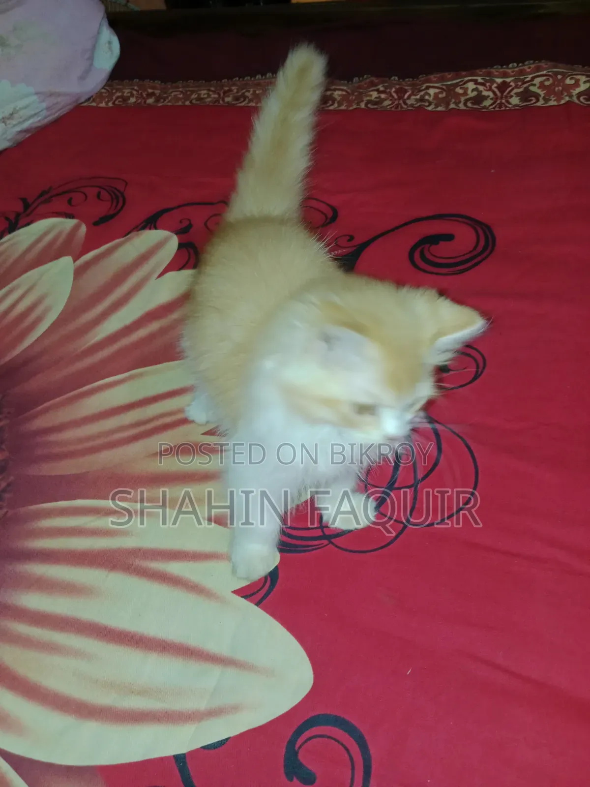 1-3 months Male Purebred Persian