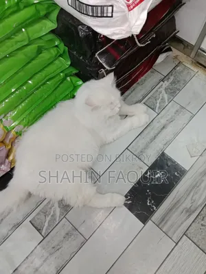 1-3 months Male Purebred Persian