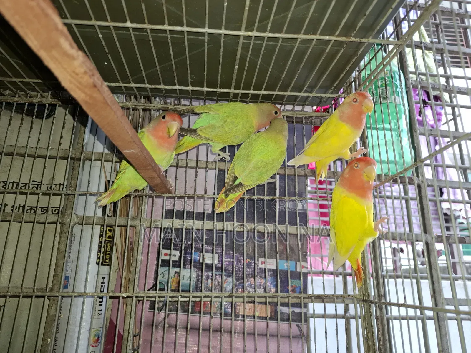 Adult Lovebird