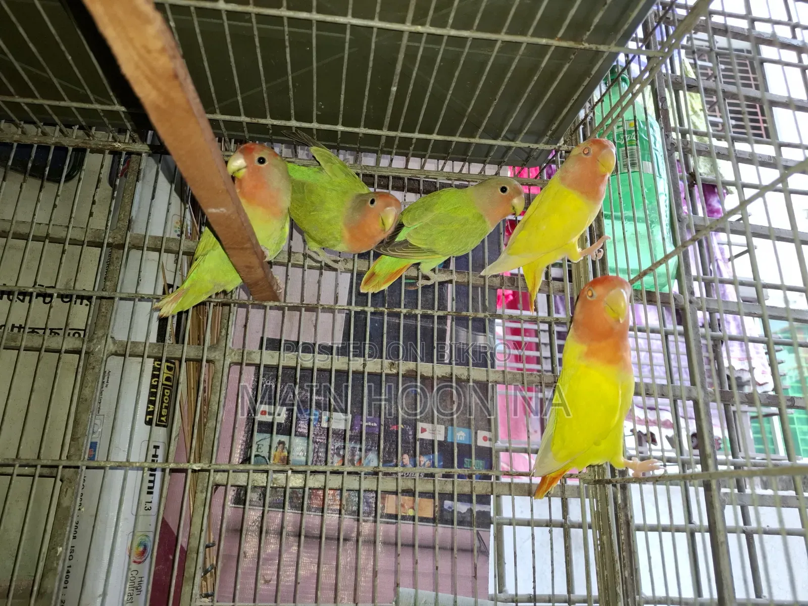 Adult Lovebird
