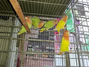 Adult Lovebird