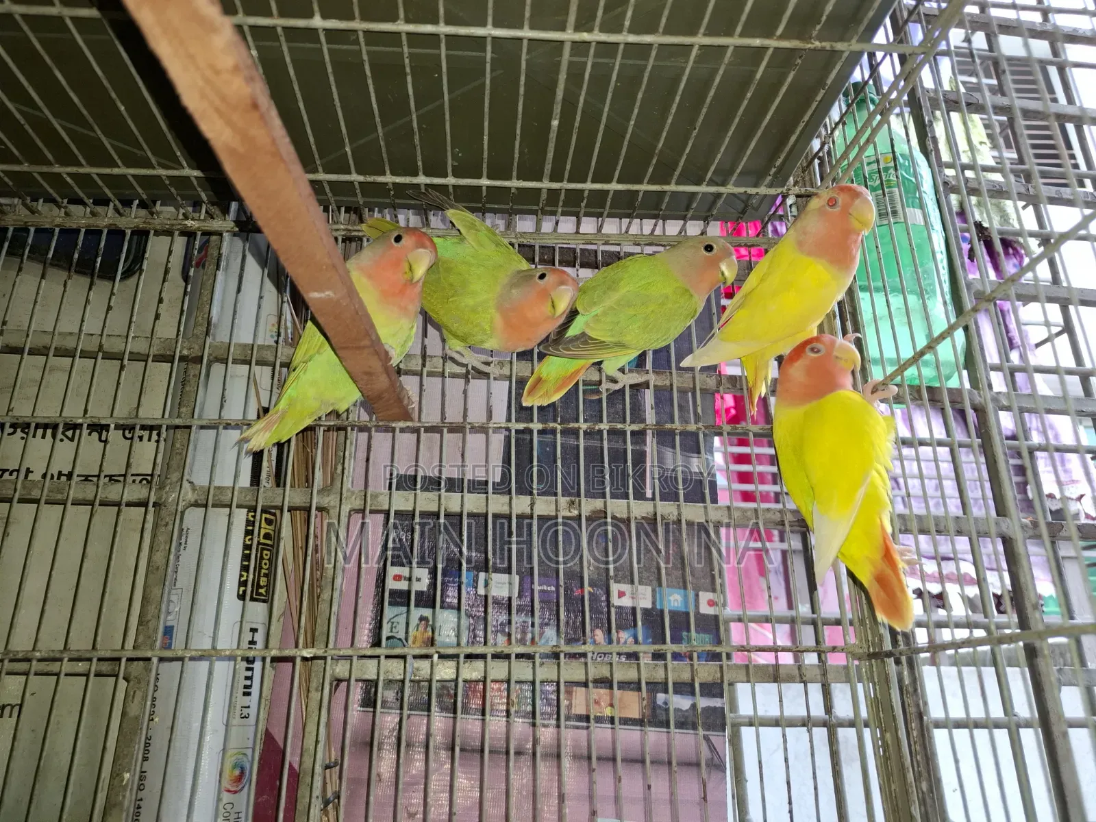 Adult Lovebird